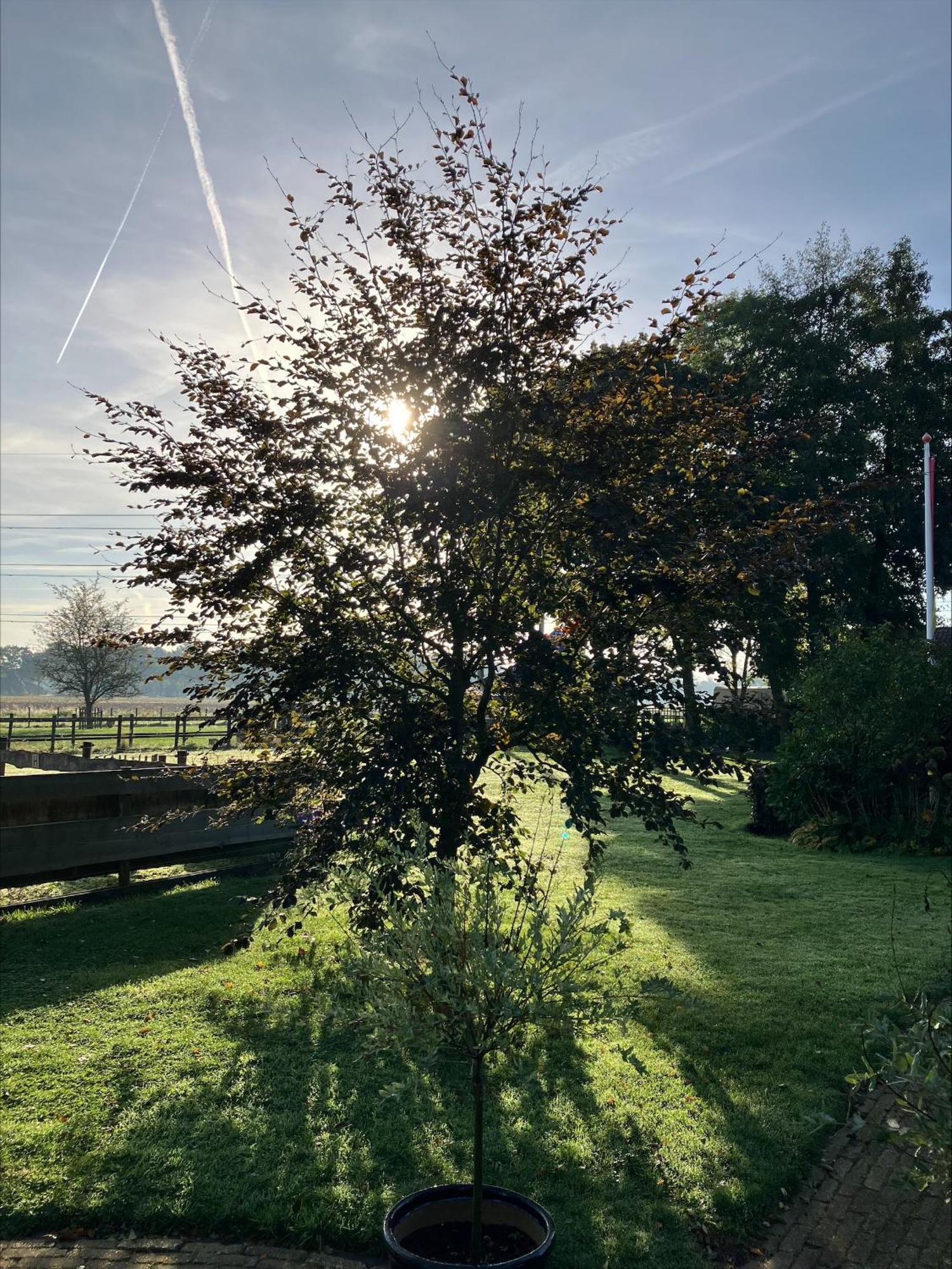 Fourtrees *