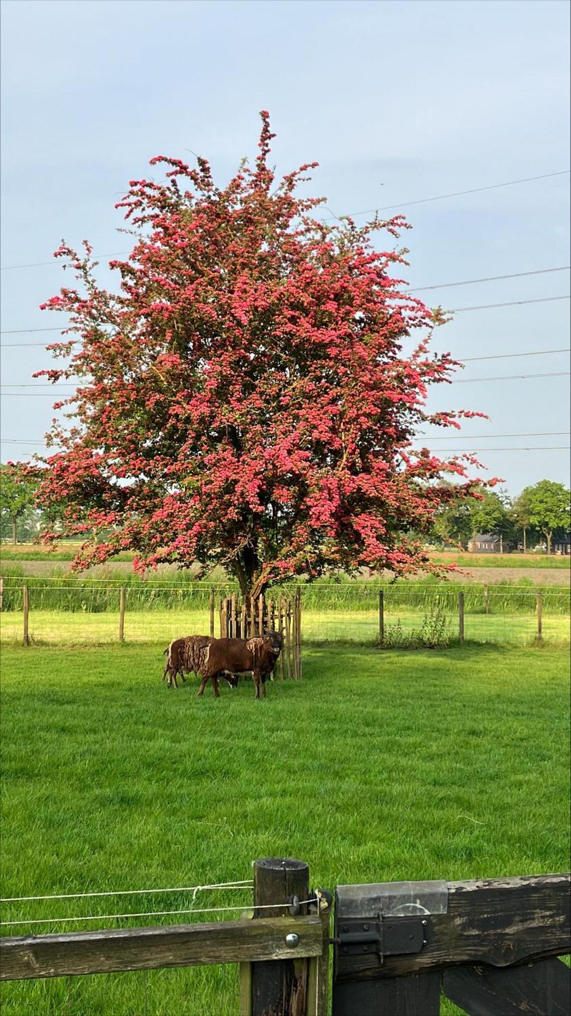 Farm stay Fourtrees *